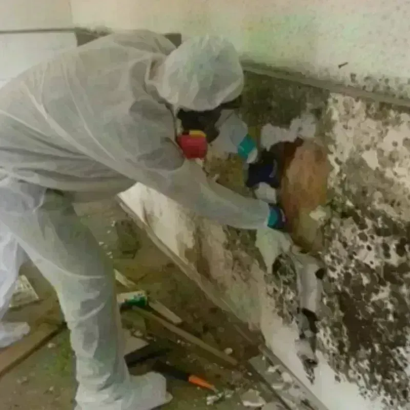 Mold Remediation and Removal in Walnut Hill, TN